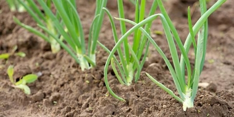 Kada saditi luk u proleće na otvorenom tlu